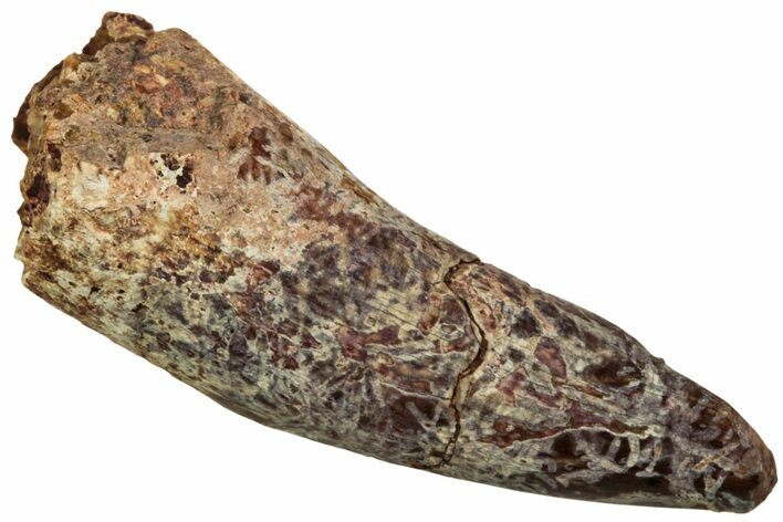 Fossil Triassic Reptile (Phytosaur) Tooth - New Mexico #219442